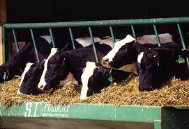 پنج گاو سیاه و سفید سر خود را از طریق میله ها می چسبانند تا به سینی بزرگی از خوراک گاو برسند.